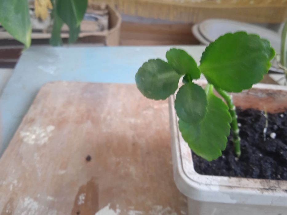 Продаю растения ростки