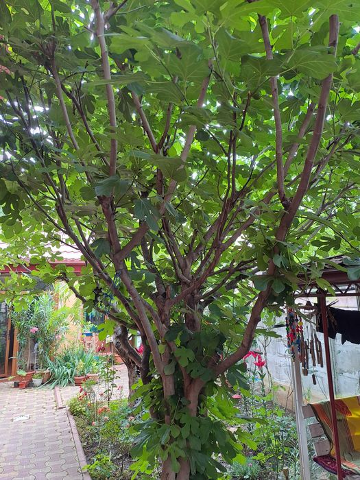 Vand Smochini,Arbori de Matase.