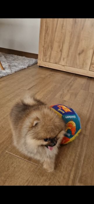 Померанче,мини момченце с родословие!