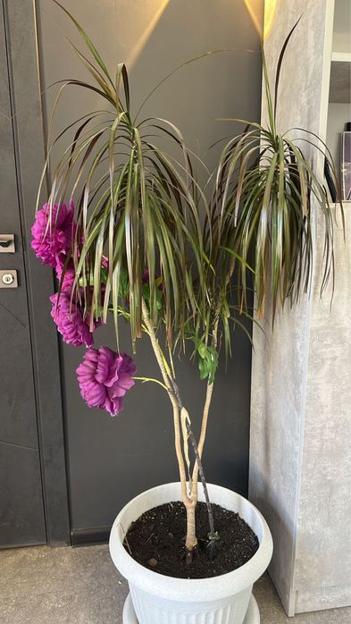 Продам цветки в горшках