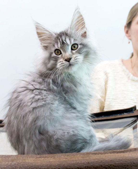 Продам мэйн кун дорого