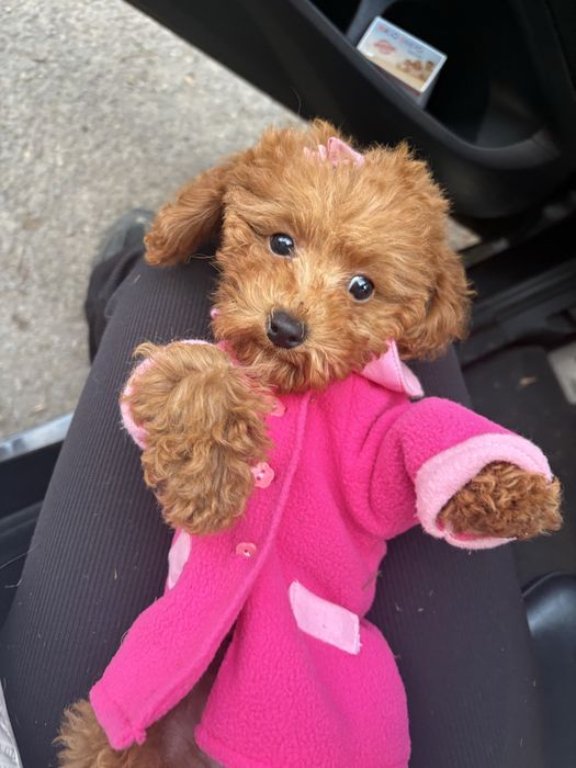 Той пудел с родословие/ Toy poodel куче