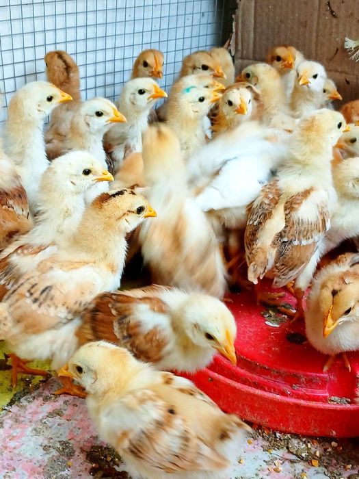 Венгерские велекан парода товук жужалари сотилади