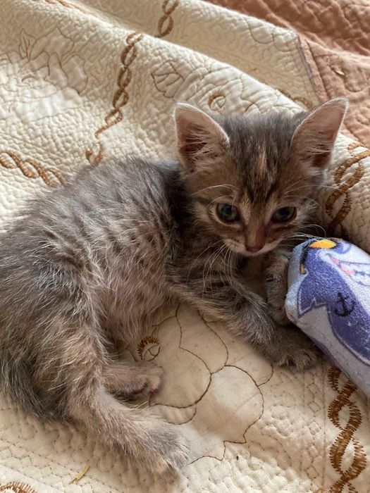 Отдам котенка в хорошие руки