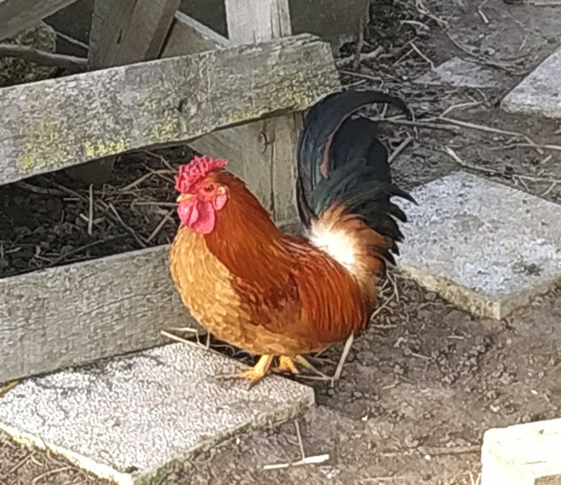 Продавам чифт японски ярки и петлета