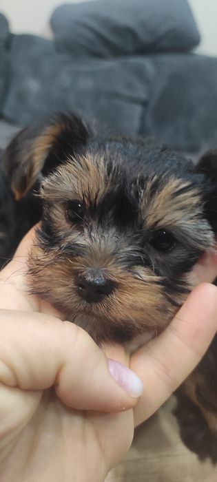 Йоркширски териер (без родословие)