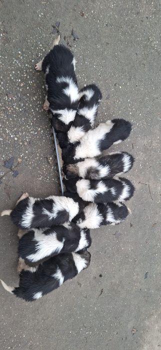 Ciobanesc Romanesc de Bucovina