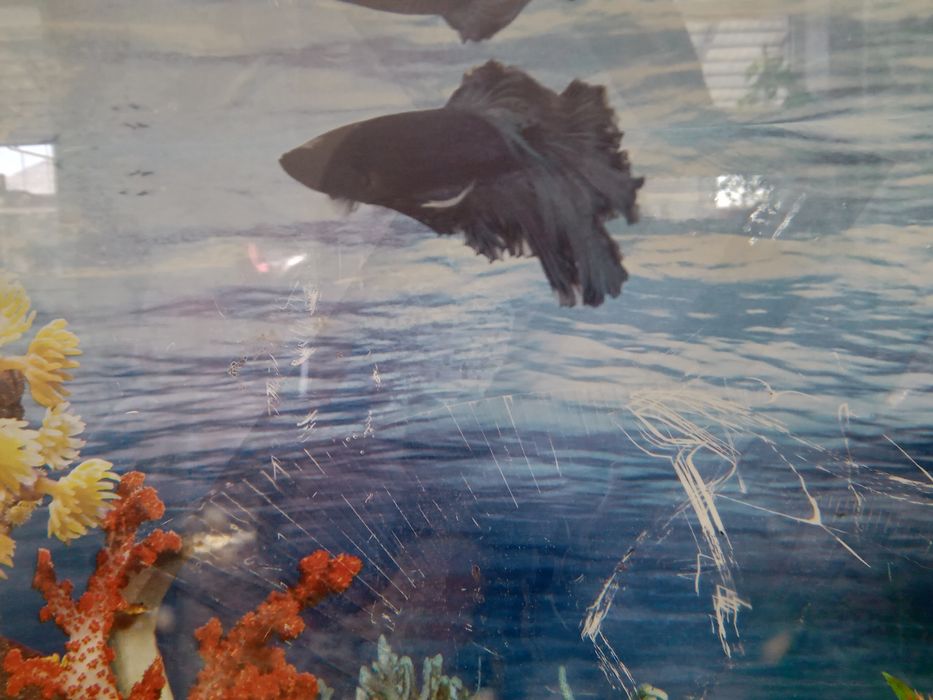 Аквариум балығымен