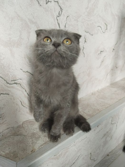 Скотиш Фолд мальчик