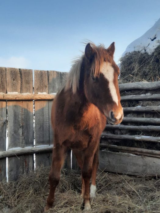 1.5 тай сатылады полукровка
