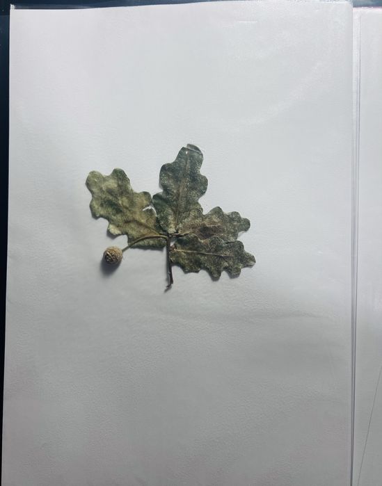 Хербарии за ученици по Биология