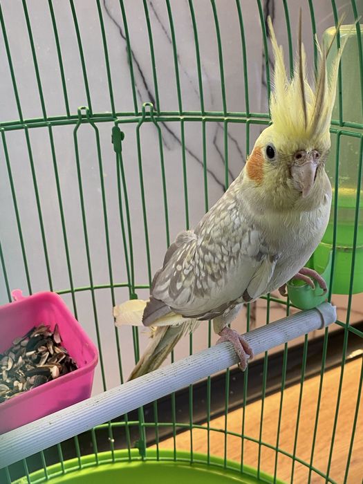 Корелла құсы жас әдемі