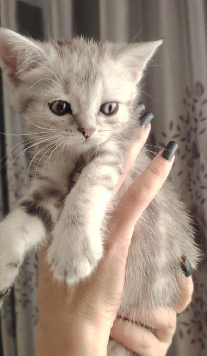 Шотландские котята прямоухие