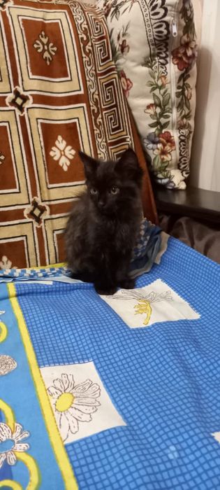 Котенок  очень красивый