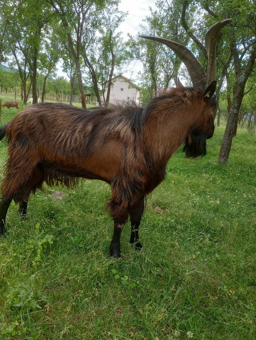 Țap de vânzare alpin francez