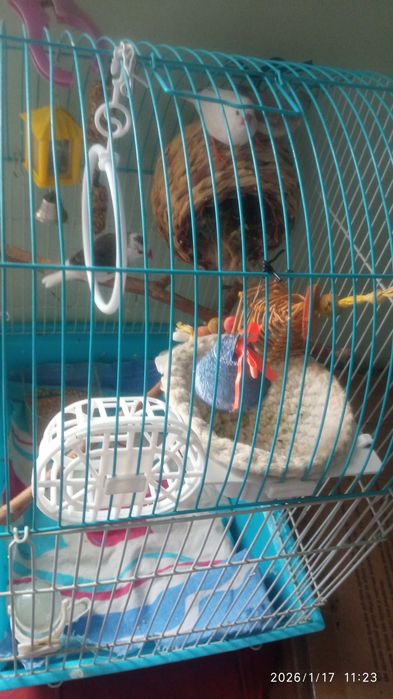 Птички Амадины с клеткой