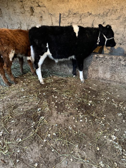 Бұзаулы Сиыр Сатылады