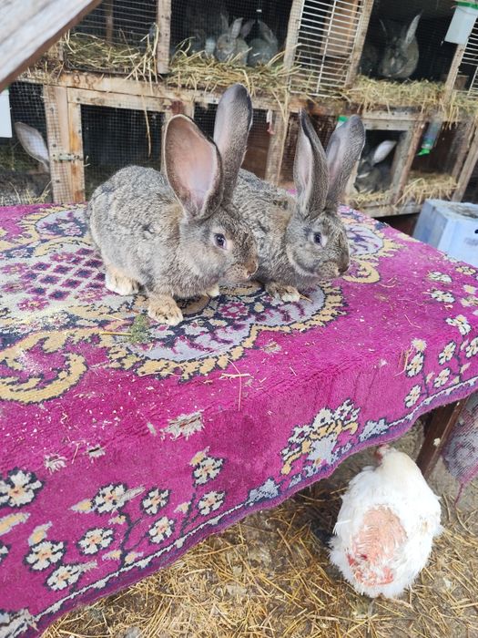 Iepuri de rasa vânzare