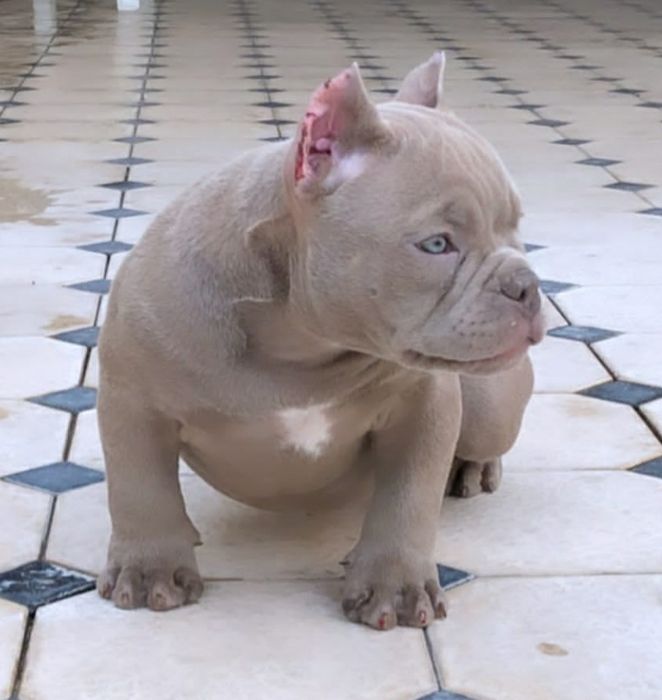 Американский булли Премиум класса!