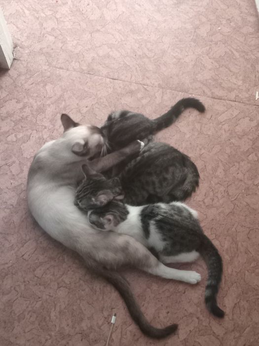 Котенки в хорошие руки!