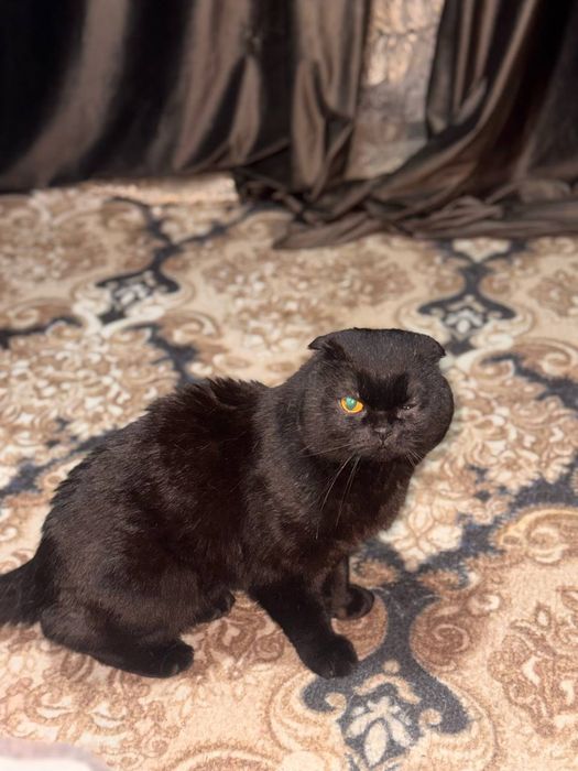 Шотланский вислохухий