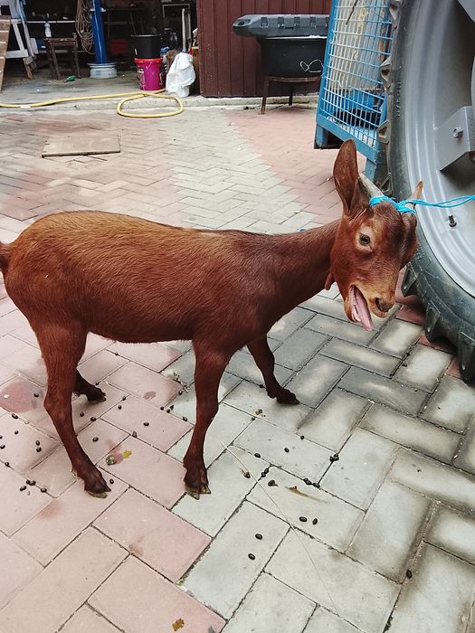 De vânzare țapi de 2 ani și 1 an și de  8 luni