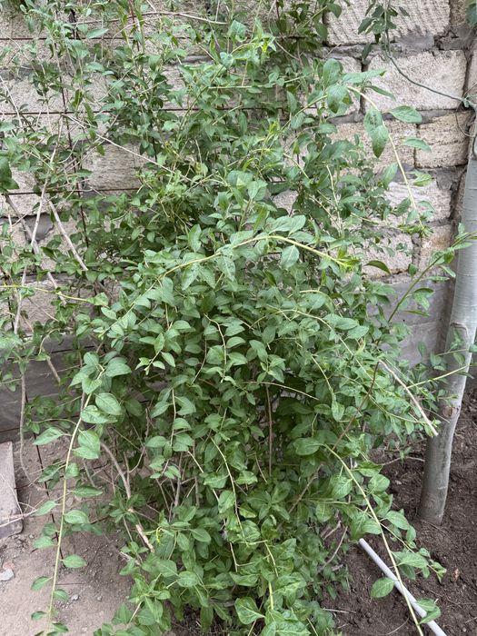 Сажонцы , отроски прямо с огорода