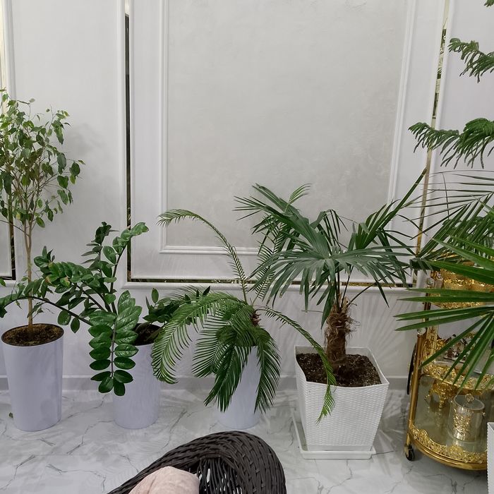 Гуллар дикорацивны