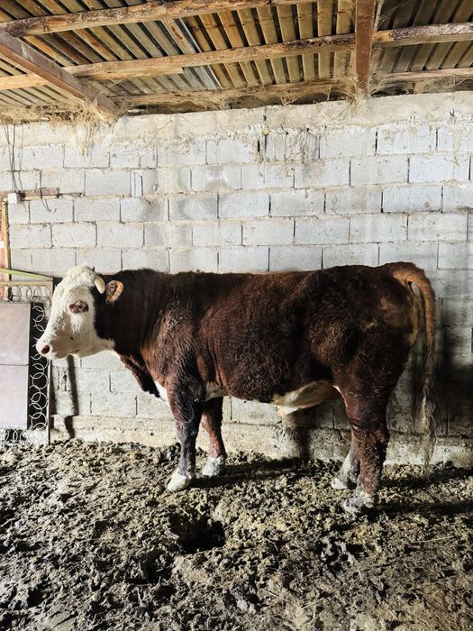 Буқа сатылады Герофорт