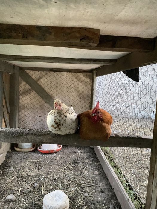 Продам бентамки курицу и петушка
