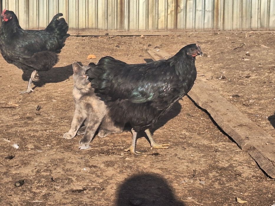 Продам куры джерсийский гигант