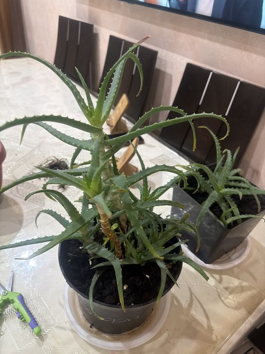 Продам алоэ - комнатный цветок