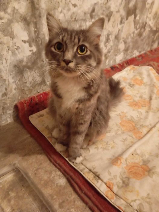 Кошка в добрые руки