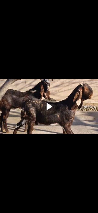 Коза Ешкі Коза ешкі