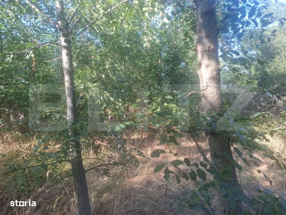 Teren extravilan de vaznare, 5000 mp, zona Matasaru