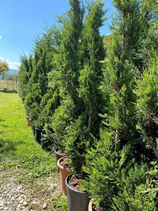 Plante Ornamentale pentru Gradina si Curte