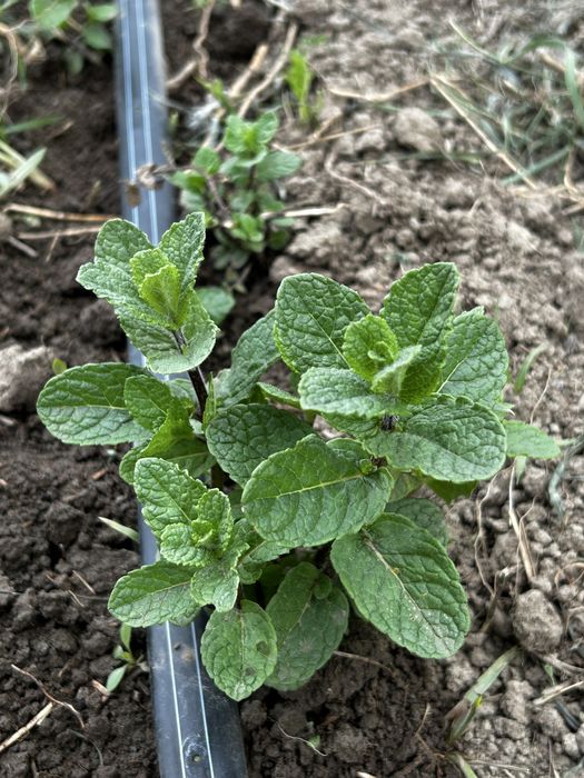 Vand stoloni de menta