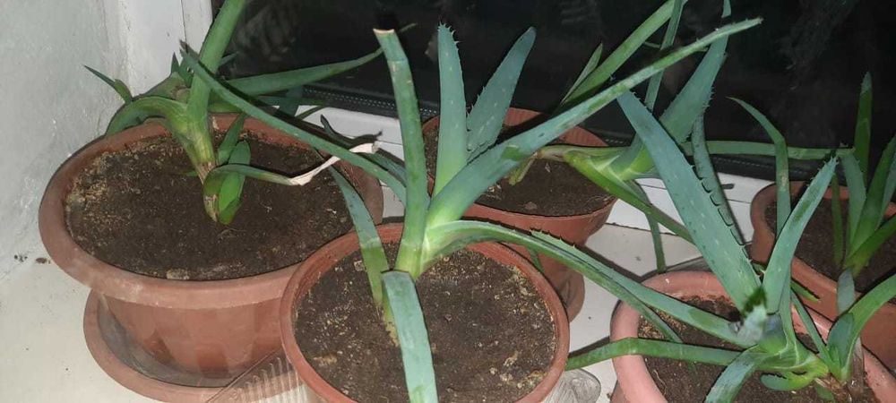 алоэ-вера лечебное