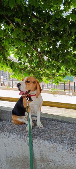 Передержка и выгул собак (кошек )