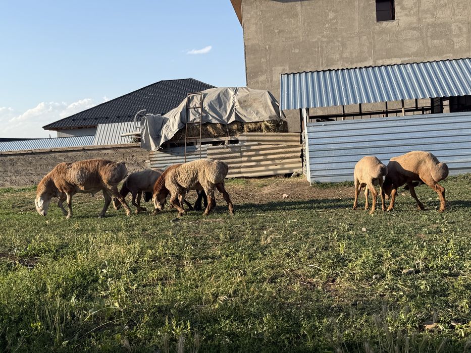 Продам баран на породу