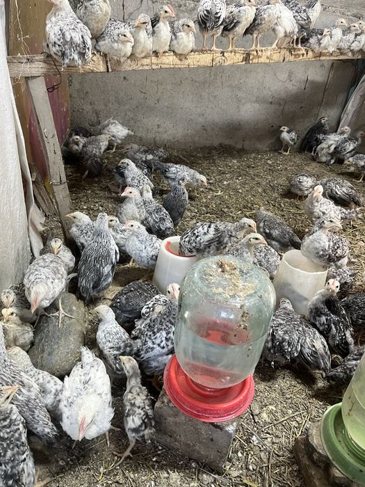 барковская балапандар