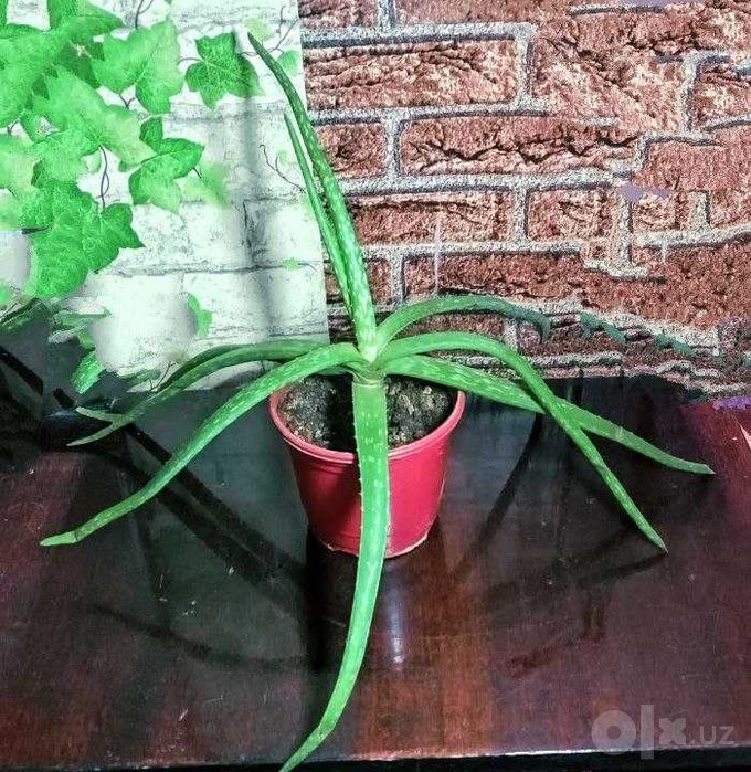 Продам Алоэ Вера возраст более 3 лет. Лечебное, косметическое.