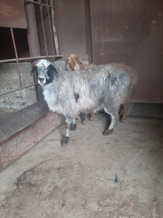 Кой сатылады 8 бас