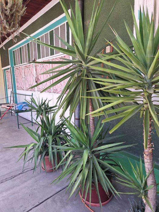 Yuka-floare la ghiveci