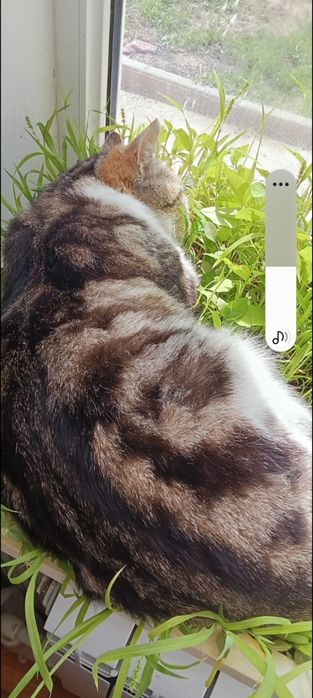 Помогите найти кота