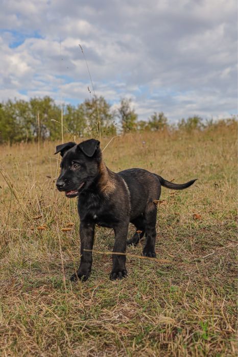 Mascul Belgian Malinois