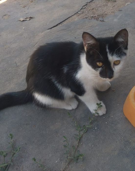 Отдам бесплатно котят