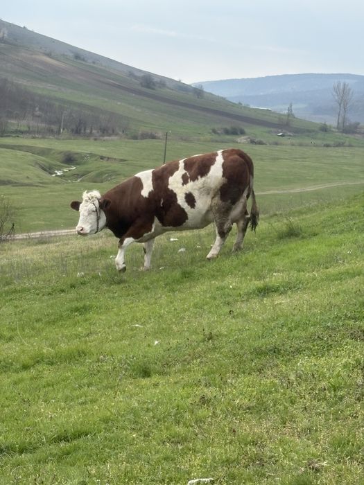 Vand vaca baltata