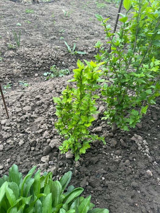 Продаются хоста и гибискус