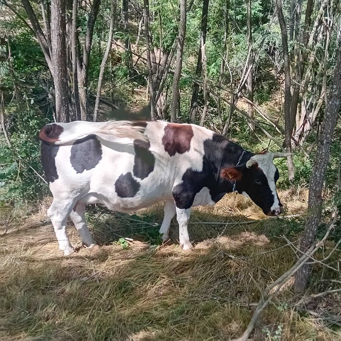 Vand vaca la a doua fatare intro sapatamana fata
